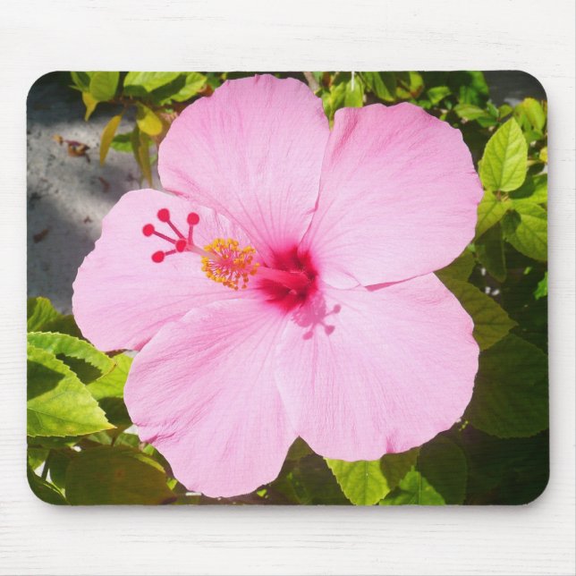 Pink Hibiscus Tropical Flower Mouse Pad (Front)
