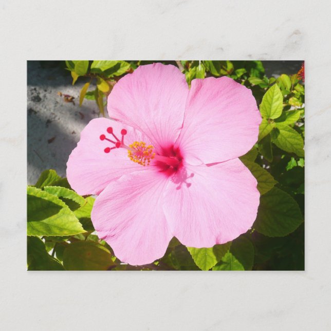 Pink Hibiscus Tropical Flower Postcard (Front)
