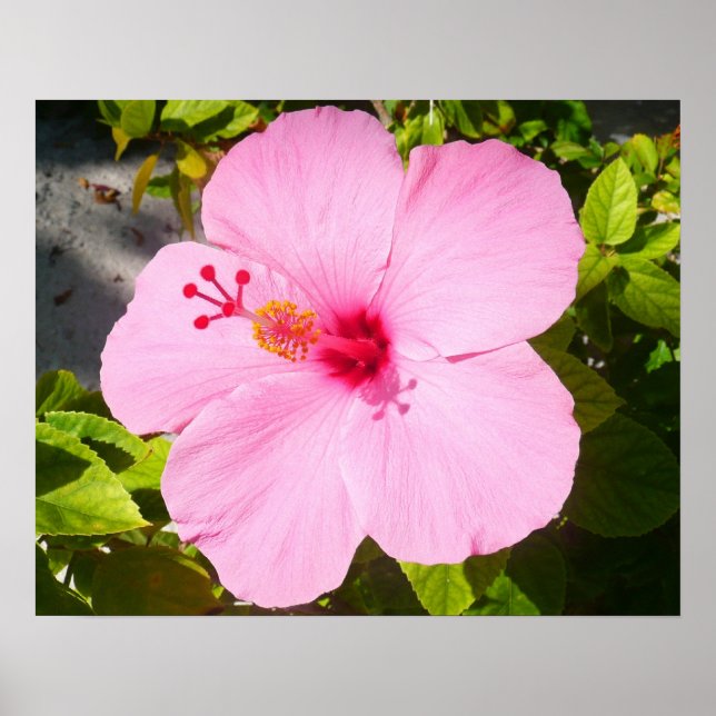 Pink Hibiscus Tropical Flower Poster (Front)