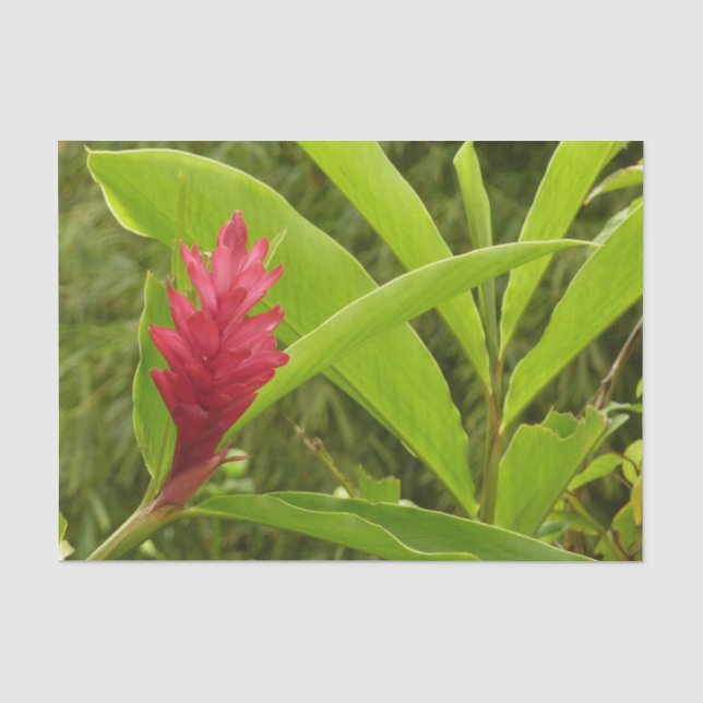 Pink Hibiscus Tropical Flower Tissue Paper (Front)