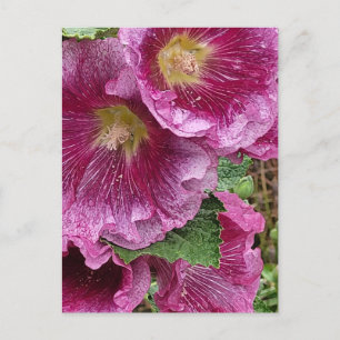 Pink hollyhock beauty  postcard