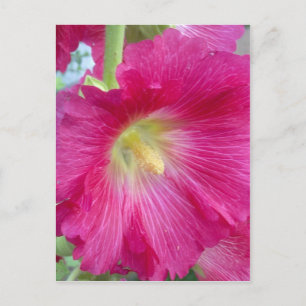 Pink Hollyhock Flower Postcard