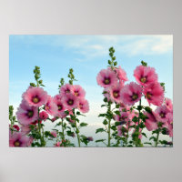 Pink Hollyhock Flowers