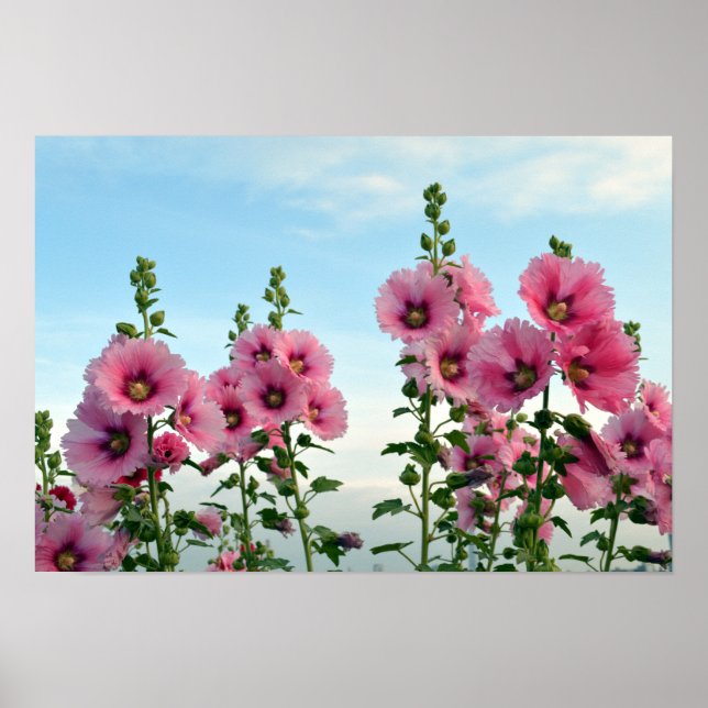 Pink Hollyhock Flowers Poster (Front)