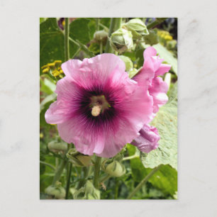 PINK HOLLYHOCK POSTCARD