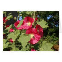 Pink Hollyhocks