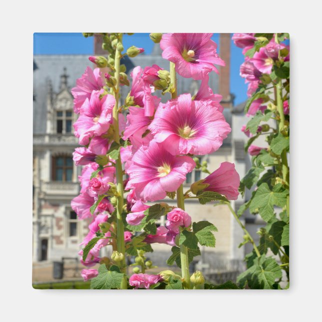 Pink hollyhocks flowers postcard square sticker T- Magnet (Front)