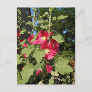 Pink Hollyhocks Postcard