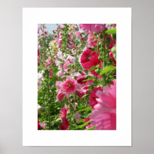 Pink Hollyhocks : Poster du Japon