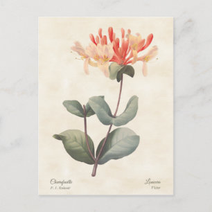 Pink Honeysuckle Botanical Vintage Postcard
