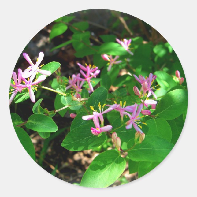 Pink Honeysuckle Garden Flowers Classic Round Sticker (Front)
