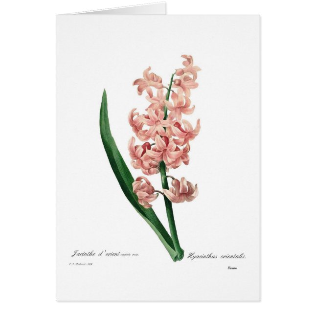 Pink Hyacinth (Front)
