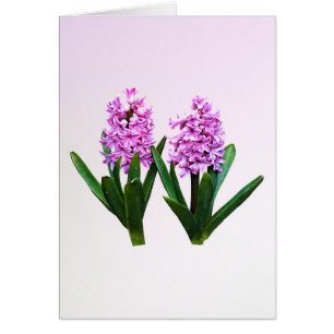 Pink Hyacinth Duo