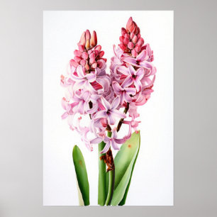 Pink Hyacinth Flower Art Imprimer Poster