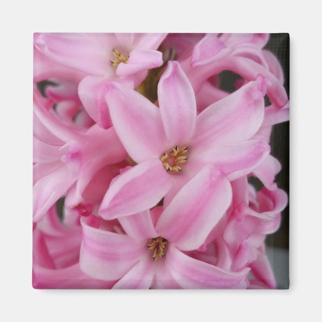 pink hyacinth flower magnet (Front)