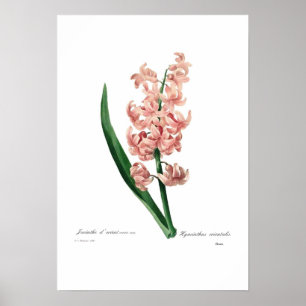 Pink Hyacinth Poster