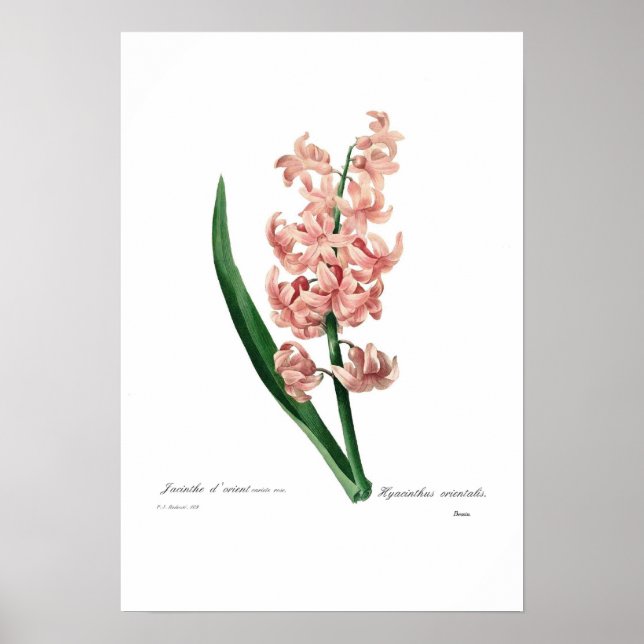Pink Hyacinth Poster (Front)
