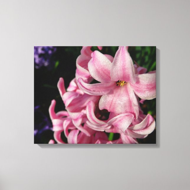 Pink Hyacinth Spring Floral Canvas Print (Front)