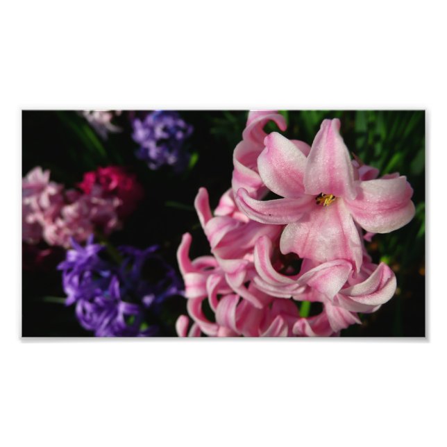 Pink Hyacinth Spring Floral Photo Print (Front)