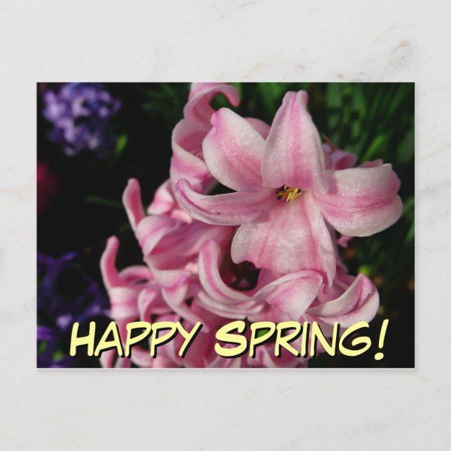 Pink Hyacinth Spring Floral Postcard (Front)