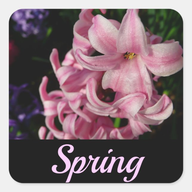 Pink Hyacinth Spring Floral Square Sticker (Front)