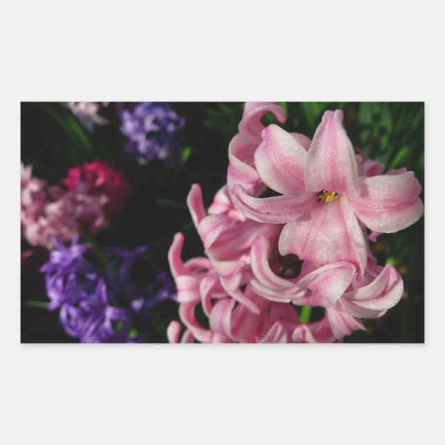 Pink Hyacinth Spring Floral Sticker (Front)