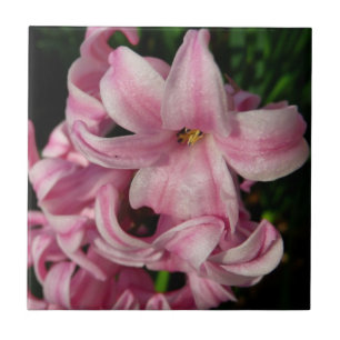 Pink Hyacinth Spring Floral Tile