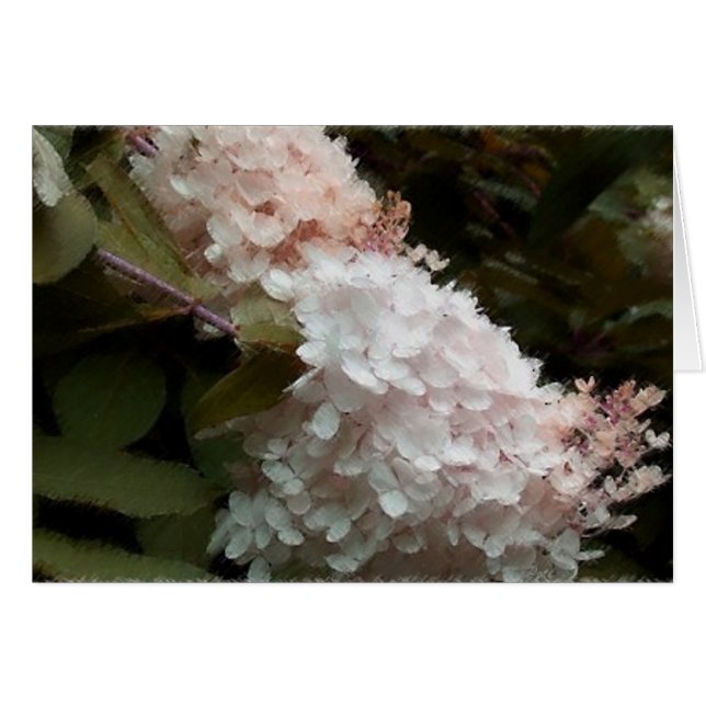 Pink Hydrangea (Front Horizontal)