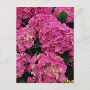 Pink hydrangea beauty postcard