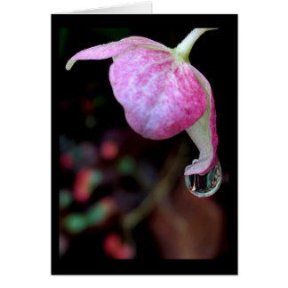 Pink Hydrangea Blossom with Rain Drop Blank Card