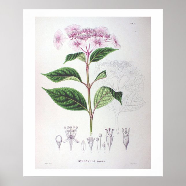 Pink Hydrangea Botanical Drawing Poster Print (Front)