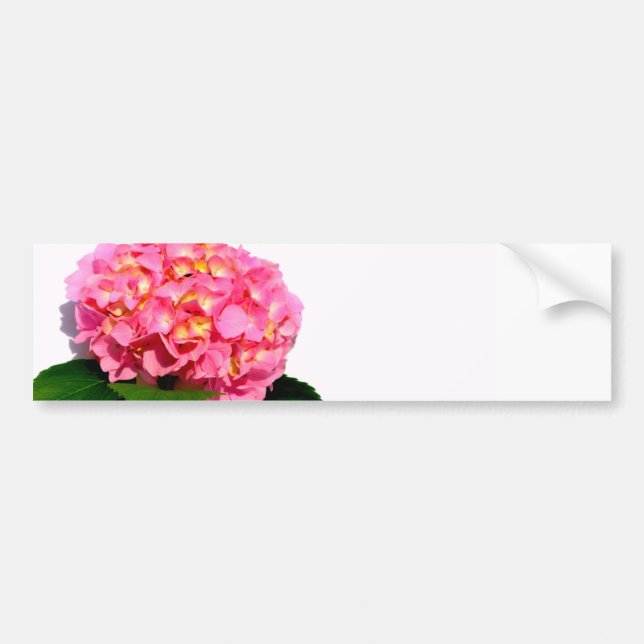 Pink Hydrangea Bumper Sticker (Front)