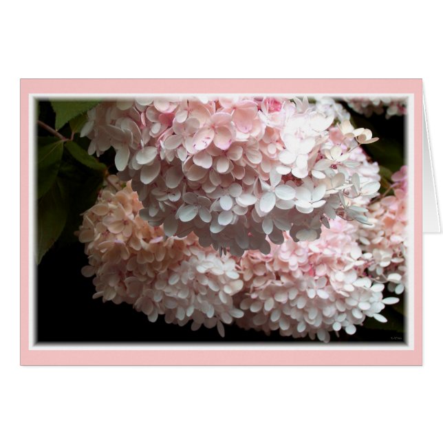 Pink Hydrangea Bushes (Front Horizontal)
