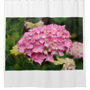 Pink hydrangea flowers in a garden