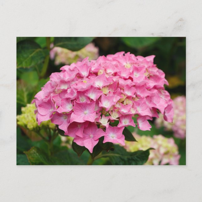Pink hydrangea flowers postcard (Front)