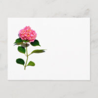 Pink hydrangea pink floral pink flower