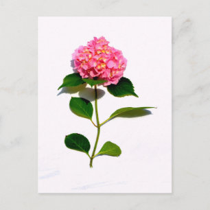 Pink Hydrangea pink floral pink flower Postcard