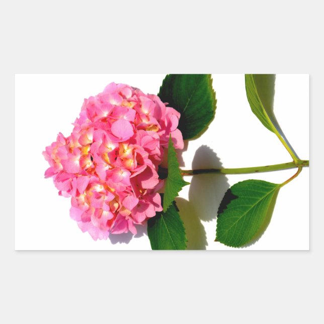 Pink hydrangea pink floral pink flower sticker (Front)