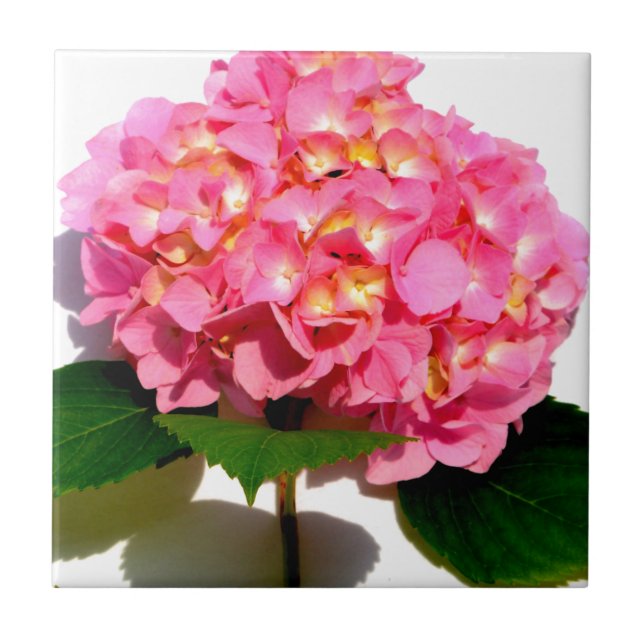 Pink hydrangea pink floral pink flower tile (Front)