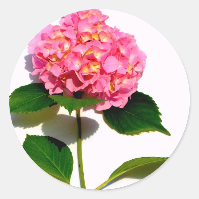 Pink hydrangea pink flower pink floral classic round sticker (Front)