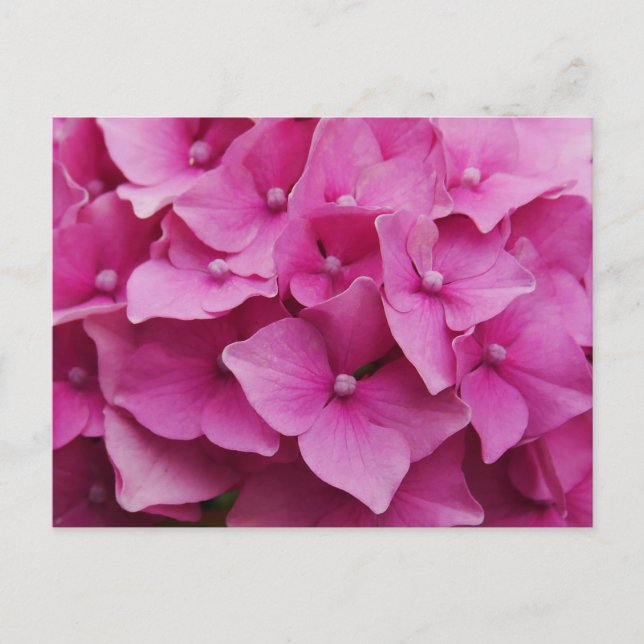 Pink Hydrangea Postcard (Front)