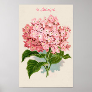 Pink Hydrangea Poster