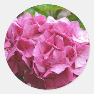Pink Hydrangea Sticker