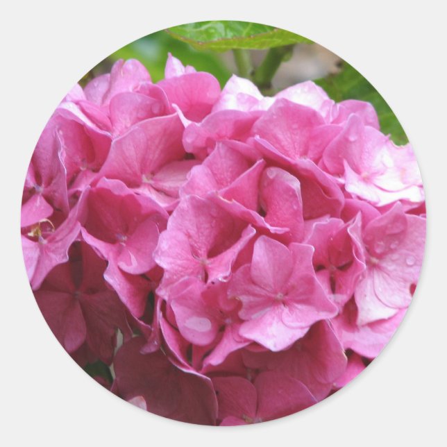 Pink Hydrangea Sticker (Front)