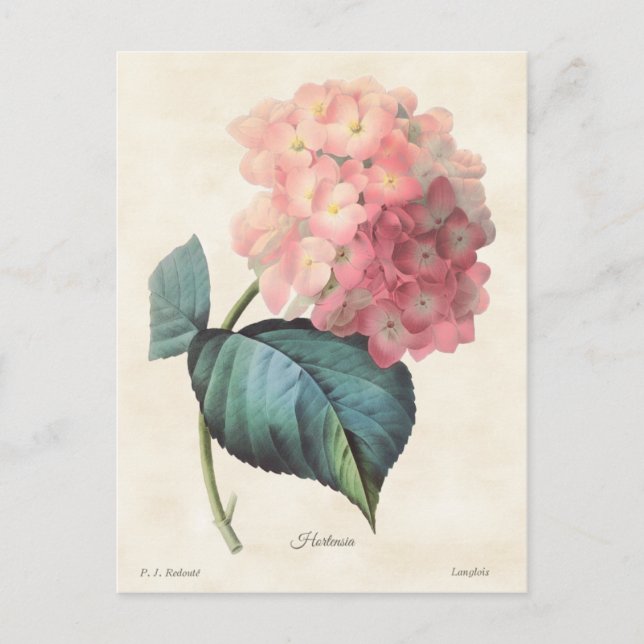 Pink Hydrangea Vintage Botanical Illustration Postcard (Front)