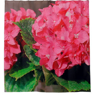 Pink Hydrangeas