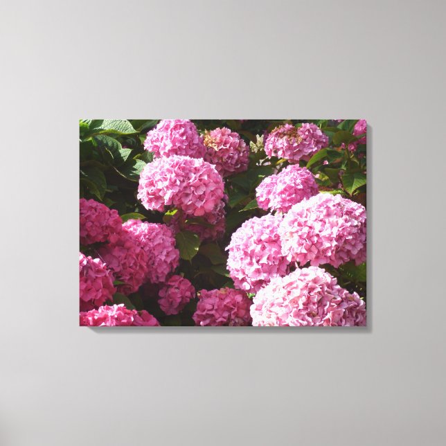 Pink Hydrangeas Canvas Print (Front)