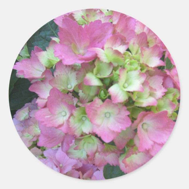 Pink Hydrangeas Classic Round Sticker (Front)