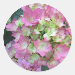 Pink Hydrangeas Classic Round Sticker