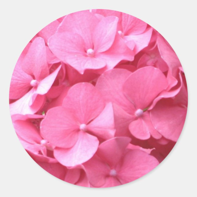 Pink Hydrangeas Classic Round Sticker (Front)